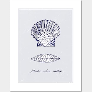 Atlantic Calico Scallop. Blue realistic sea life drawings. Posters and Art